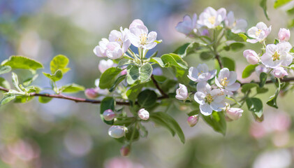pink apple tree flowers and buds on green background