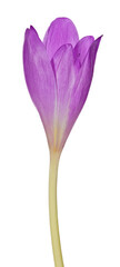 large light lilac closed crocus isolated bloom