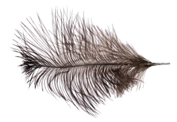 brown dark fluffy ostrich feather on white