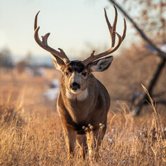Mature Mule deer (odocoileus hemionus) buck walking through grass in morning sunlight during fall mule deer rut Colorado, USA