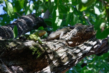The couple of reen Iguana lizard, tropical creature, climbing palm tree in caribbean island of Martinique
