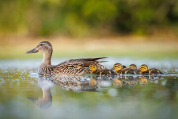 Mallard duck (Anas platyrhynchos) hen swimming in pond with ducklings on sunny spring morning...