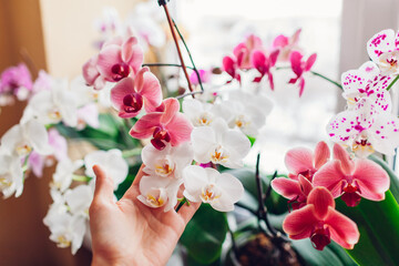 Woman enjoys orchid flowers on window sill. Girl taking care of home plants. White, purple, pink, blooms