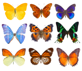 apricot sulphur butterfly