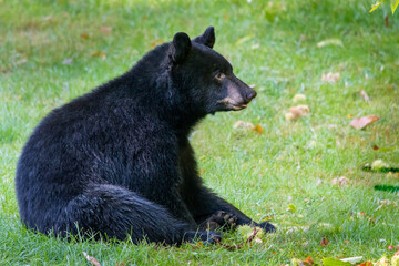 American black bear, Ursus americanus, sitting  in a field of fallen chestnut husks in autumn