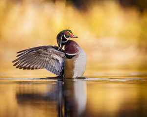 Mature Wood duck (aix sponsa) drake stretching wings in water on sunny fall morning Colorado, USA