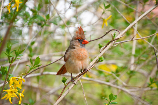 Female Cardinal bird, cardinalis cardinalis, with raised crest, perched in a forsythia bush looking to the right of the image