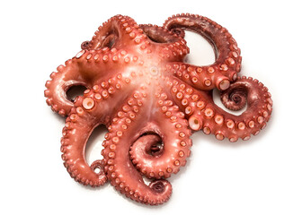 Pulpo