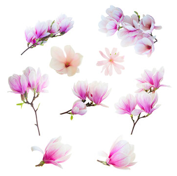 Magnolia pink flowers