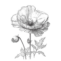 Fototapeta premium Poppy flower bouquet wild flowers hand drawn sketch Vector illustration