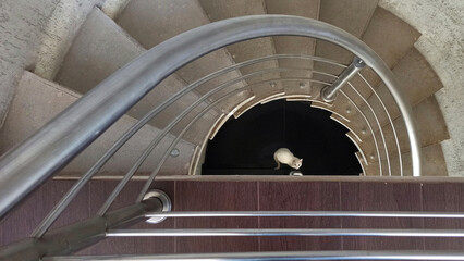 White cat on the spiral staircase in contrast to the black floor and stainless steel railing composing the frame with a guide line