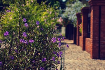 Fototapeta na wymiar Flores violetas en la vereda