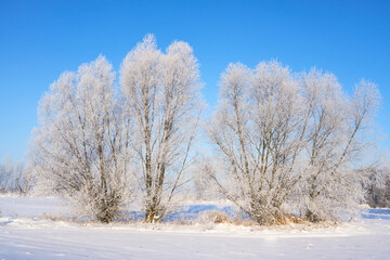 Winter wonderland. White winter landscape. Snow-covered countryside.