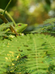 The chameleon is a species of tree lizard from the Agamidae tribe which is widespread in Indonesia