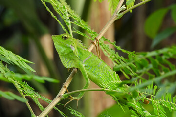 The chameleon is a species of tree lizard from the Agamidae tribe which is widespread in Indonesia