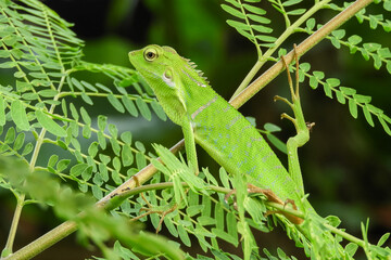 The chameleon is a species of tree lizard from the Agamidae tribe which is widespread in Indonesia