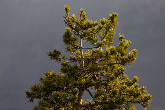 Pino Bilder Durchsuchen 32,460 Archivfotos, und Videos