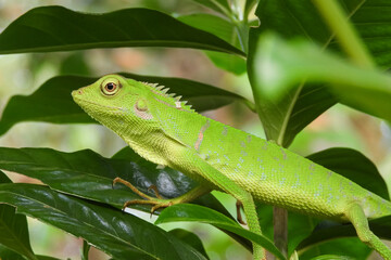 The chameleon is a species of tree lizard from the Agamidae tribe which is widespread in Indonesia