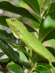 Fototapeta premium The chameleon is a species of tree lizard from the Agamidae tribe which is widespread in Indonesia