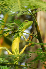 The chameleon is a species of tree lizard from the Agamidae tribe which is widespread in Indonesia