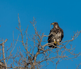 bald eagle in tree 