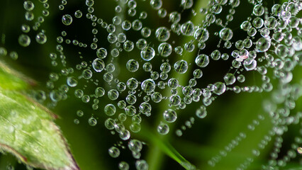 Reflections in the Tiny Drops of Dew Clinging to the Strands of a Spider’s Web