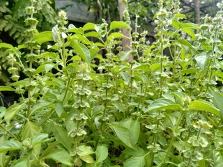 Basil, which has the Latin name Ocimum basilicum, contains a number of nutrients that make it beneficial for health.