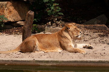 A beautiful lioness lies near the water. Reflection in the water. The lion is resting.