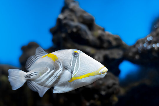 aquarium fish painted triggerfish close-up on a blurred background.