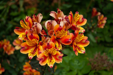 Alstroemeria orange on a green background.Orange flower.