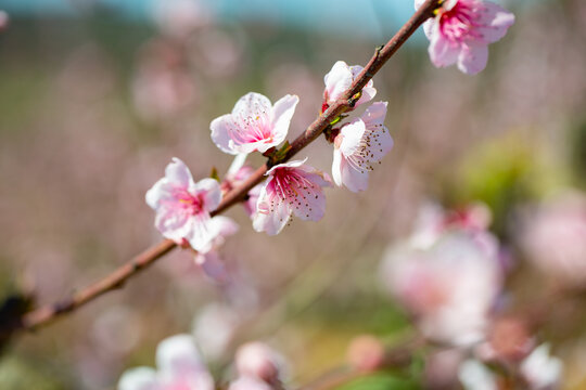 Blooming branches of peach trees on a bright sunny day © JackF