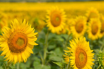 field of sunflowers