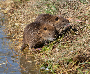 Juvenille nutrias (Myocastor coypus) swimming at Resoft park, Texas, USA