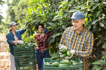 Responsible young man gardener employee in plaid shirt holding plastic box with fresh avocados on...