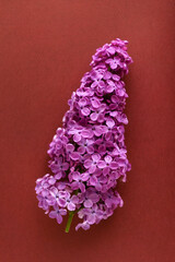 nice lilac flowers, viva magenta color