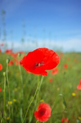 red poppy in the field