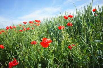 field of red poppies
