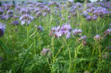 field of thistle flowers