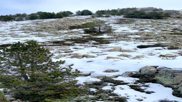 rocky mountainside with stones with lichen and partially covered with snow, pines and firs, from drone view, 4k, vertical