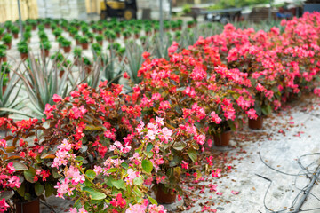 Closeup view of different bloomy flowers begonia growing in modern greenhouse farm