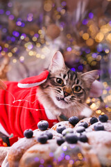 Christmas cat. Beautiful fluffy pet in a santa claus hat. Baking among the bell peppers with bokeh and Christmas sweets. High quality photo . Vertical