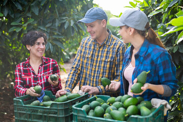 Happy gardeners posing with avocados in hands staying by crates of avocado in fruit plantation
