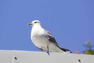 seagull on the roof