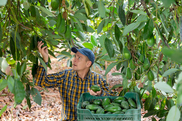 Focused European male picking ripe organic avocados in plastic container box in orchard or on farm...