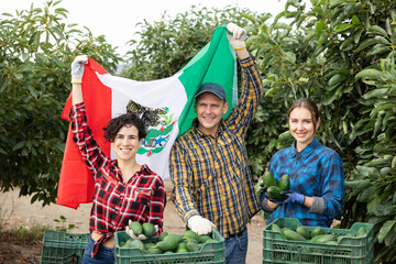 Farmers posing with harvest of avocado and waving the flag of Mexican in orchard