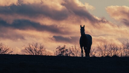 Fototapeta na wymiar Pferd als Silhouette auf Koppel