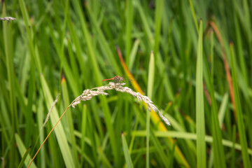 dragonfly on the grass
