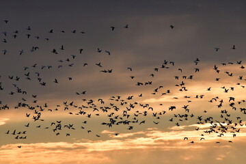 Flock of Geese in a Sunset Sky