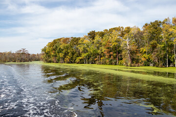Autumn leaves and duckweed on a river