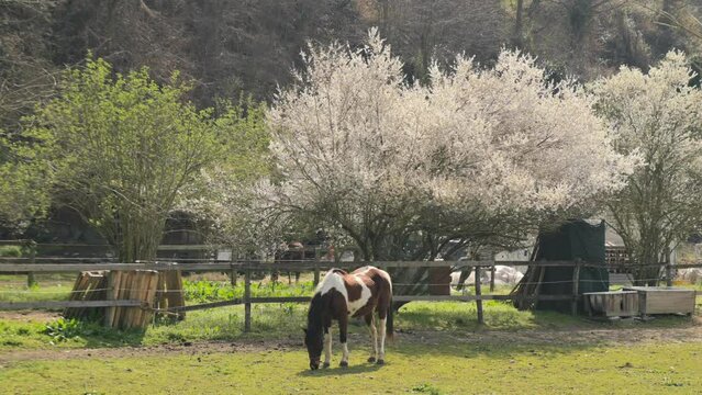 The horse grazes in a flowering garden. Domestic horse walks in a paddock in the village in spring. High quality 4k footage